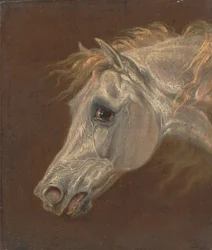 Head of a Grey Arabian Horse
